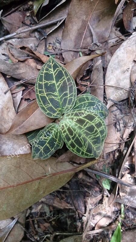 Penjelajahan Gunung Halimun Salak jurusan Cimelati – Pasir Reungit 