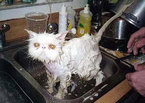 13 Kucing Basah Kuyup Yang Berwajah Menyeramkan!