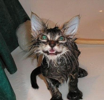13 Kucing Basah Kuyup Yang Berwajah Menyeramkan!