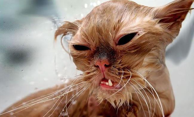 13 Kucing Basah Kuyup Yang Berwajah Menyeramkan!