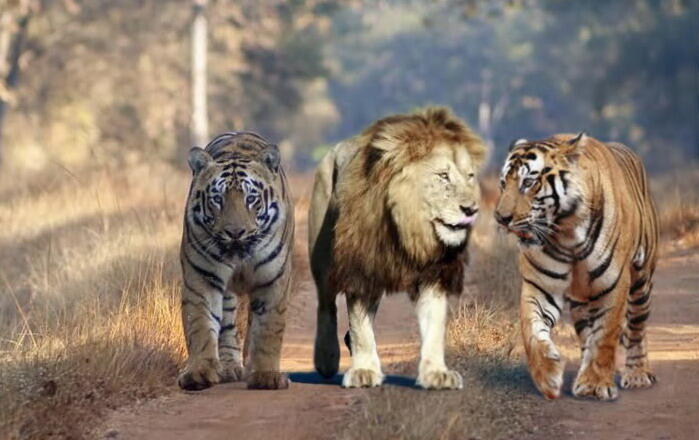 Pendapat Para Ahli tentang Harimau VS Singa KASKUS