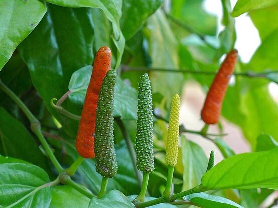 &quot;Cabe Jawa&quot; Cabe-cabean Anti-Mainstream yang Kaya Manfaat