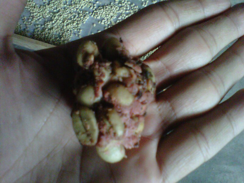 Kopi Gayo