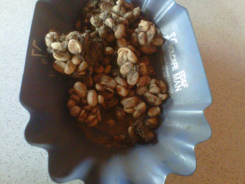 Kopi Gayo