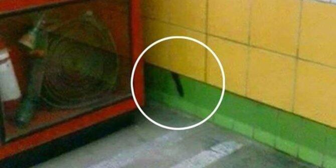 Kasihan, kucing ini terjebak di dalam dinding selama 5 tahun