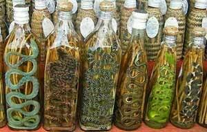 MINUMAN INI SANGAT UNIK...TAPI MENJIJIKAN DAN MEMATIKAN !