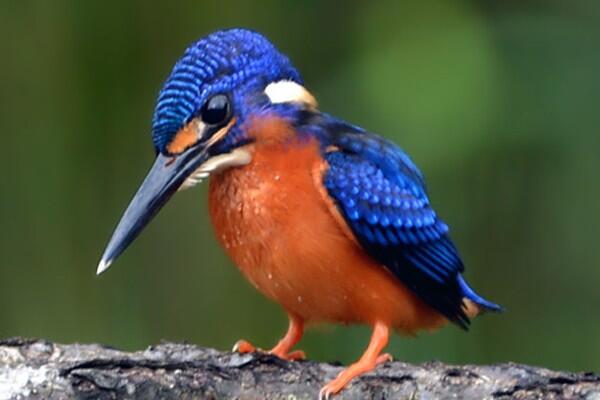 7 Karya Mengagumkan yang “Lahir” karena Burung