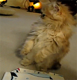 Kucing Imut