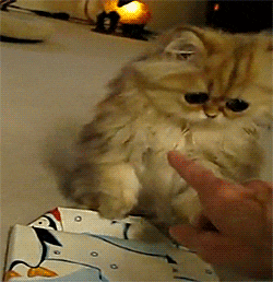 Kucing Imut