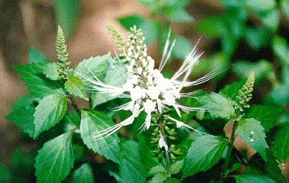 Tanaman yang Diidentikkan dengan Nama Bagian Tubuh Binatang