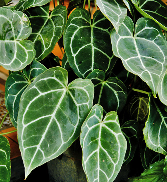 Tanaman yang Diidentikkan dengan Nama Bagian Tubuh Binatang