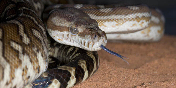 8 Fakta menarik tentang ular Python