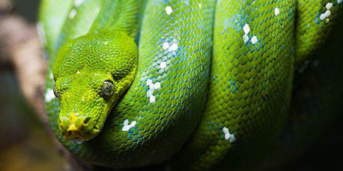 8 Fakta menarik tentang ular Python