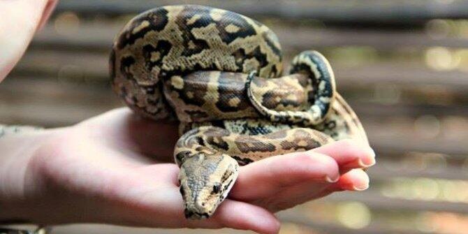 8 Fakta menarik tentang ular Python