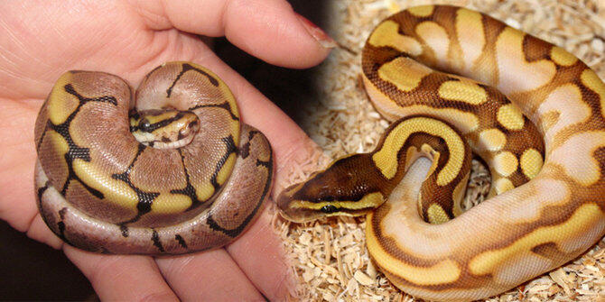 8 Fakta menarik tentang ular Python