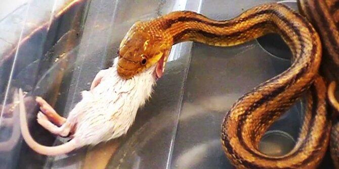 8 Fakta menarik tentang ular Python