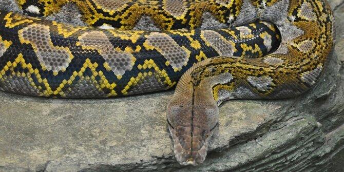 8 Fakta menarik tentang ular Python