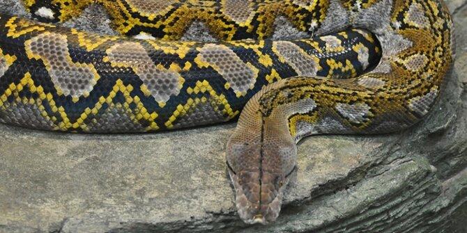 Beberapa Fakta Menarik Tentang Ular Python