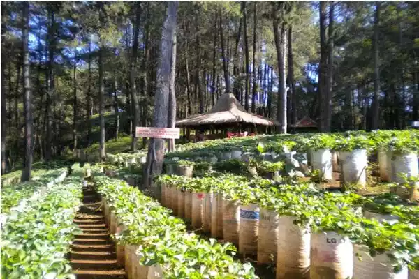 Lontong... ehh Tolong Rekomendasikan tempat liburan di Bandung dong gan ?