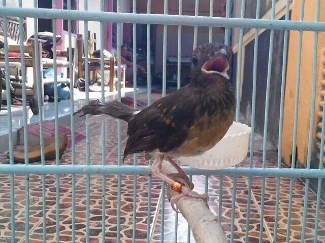Anakan sepasang/sejodoh murai batu medan super