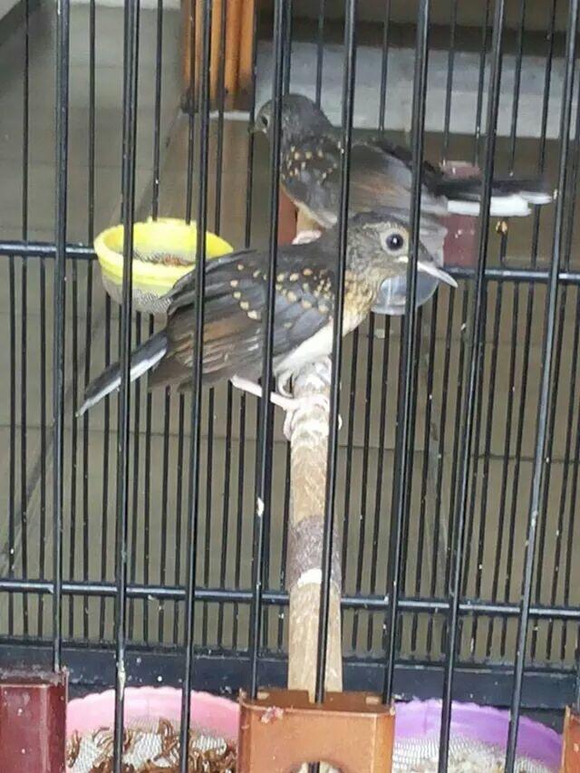 Anakan sepasang/sejodoh murai batu medan super