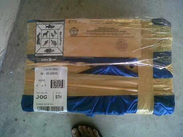 Anakan sepasang/sejodoh murai batu medan super