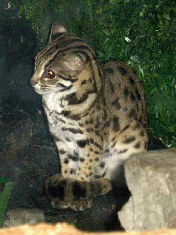 Aneka Jenis Kucing Species Asli Indonesia