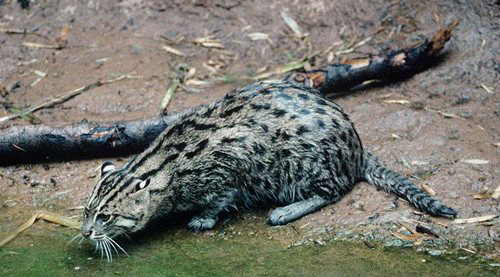 Aneka Jenis Kucing Species Asli Indonesia