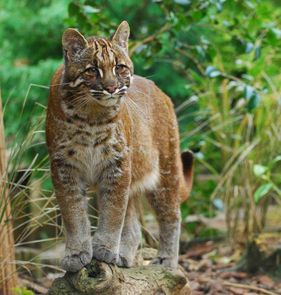 Aneka Jenis Kucing Species Asli Indonesia