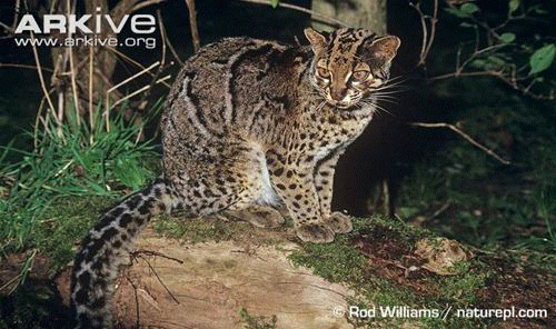 Aneka Jenis Kucing Species Asli Indonesia