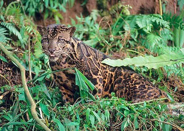 Aneka Jenis Kucing Species Asli Indonesia