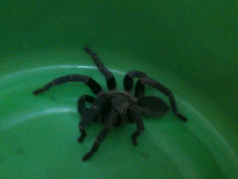 TARANTULA