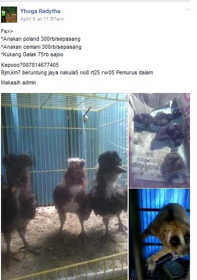 MIRIS. HEWAN-HEWAN YANG DILINDUNGI PEMERINTAH DIJUAL BEBAS DI MEDIA SOSIAL