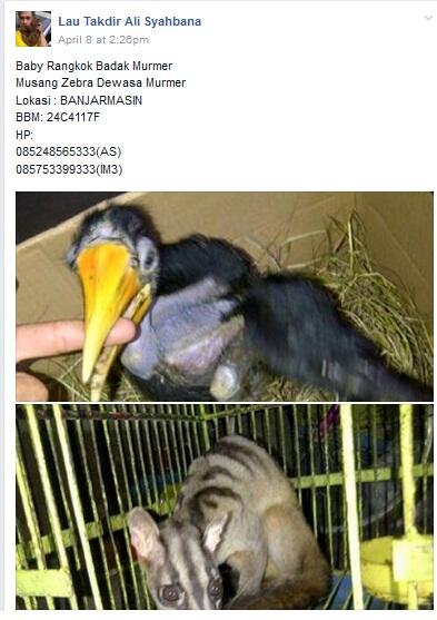 MIRIS. HEWAN-HEWAN YANG DILINDUNGI PEMERINTAH DIJUAL BEBAS DI MEDIA SOSIAL