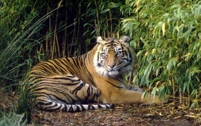 Aneka Jenis Kucing Species Asli Indonesia