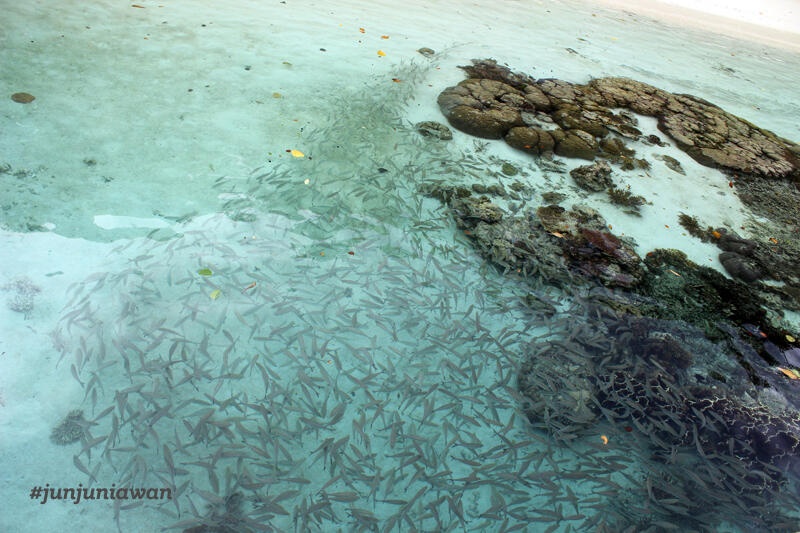 &#91;FR&#93; Raja Ampat Trip - KASQUIZ Pond's Men Pollution Out Challenge