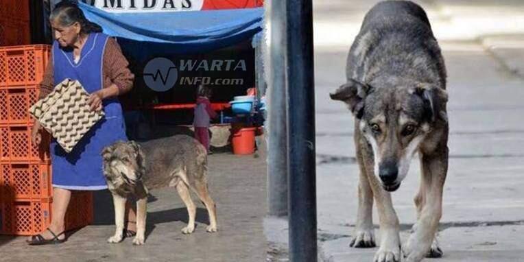 Kisah Nyata 5 Hewan Paling Setia pada Majikannya di Dunia