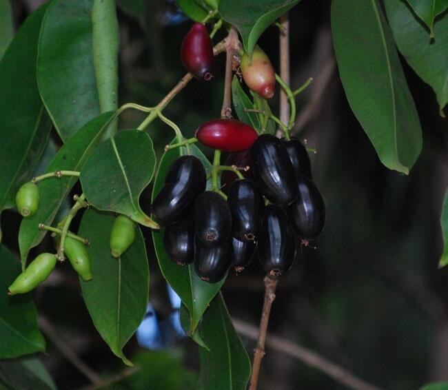 Buah-buahan langka yang tergusur oleh waktu