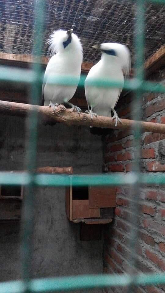 Jalak bali sepasang trotol