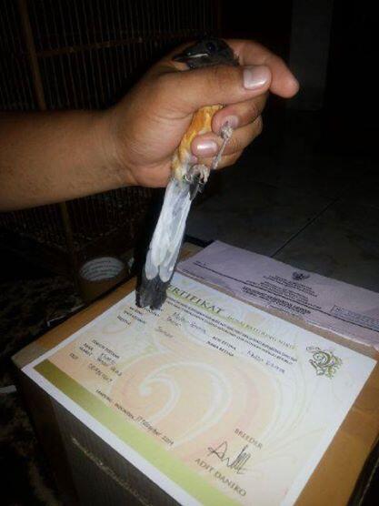 Jalak bali sepasang trotol