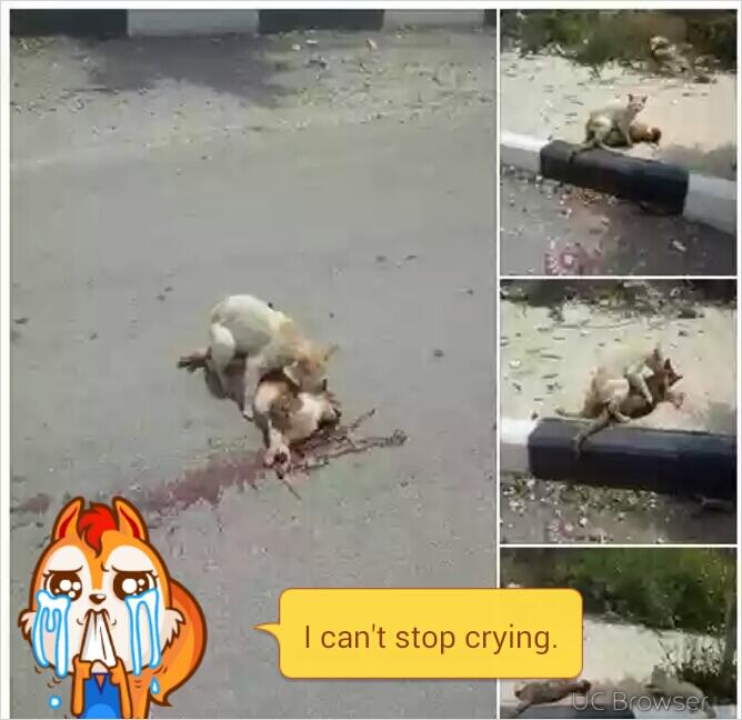 Luar biasa, kucing menolong sesama kucing korban ketabrak