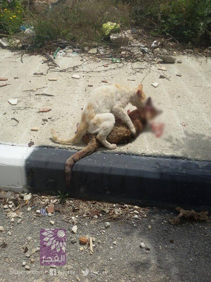 Pemandangan yg menyesakkan dada (Kucing yg berjiwa besar)