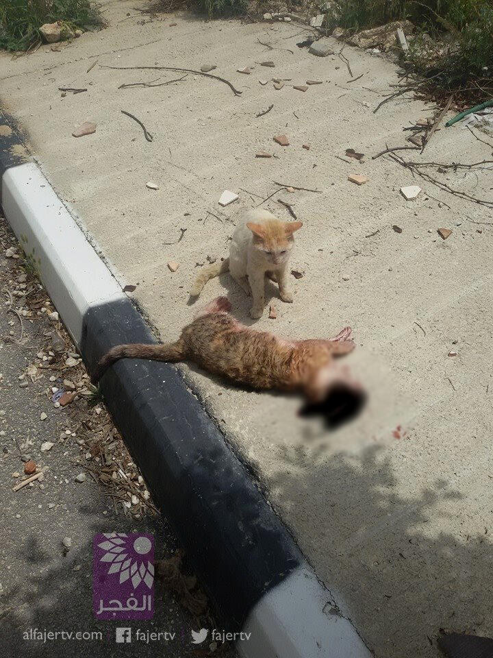 Pemandangan yg menyesakkan dada (Kucing yg berjiwa besar)