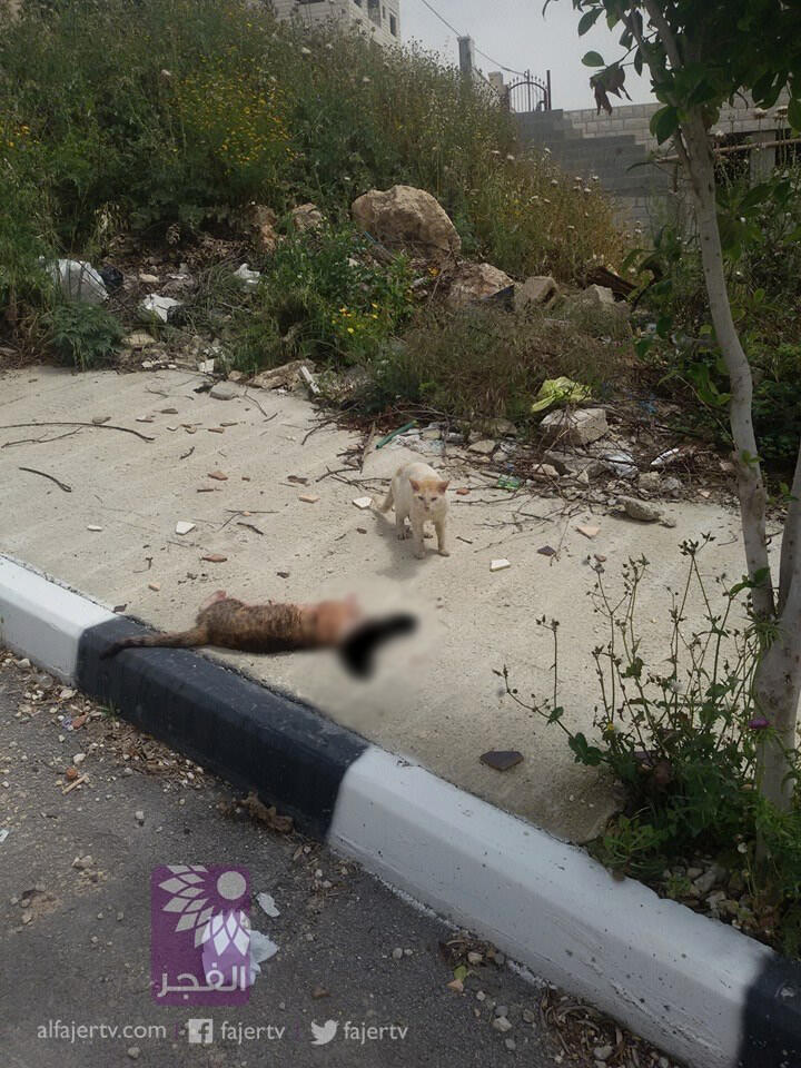 Pemandangan yg menyesakkan dada (Kucing yg berjiwa besar)