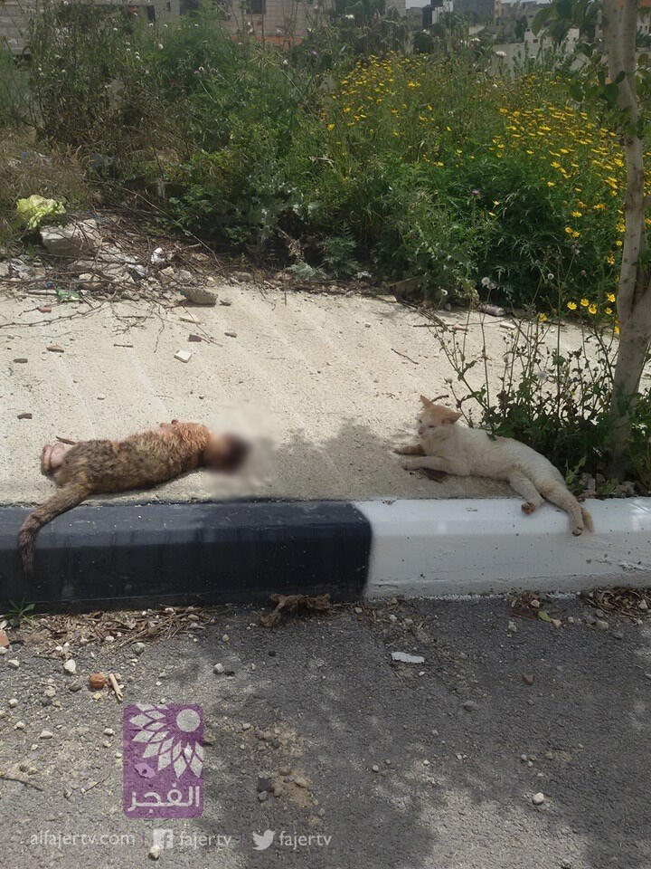 Pemandangan yg menyesakkan dada (Kucing yg berjiwa besar)