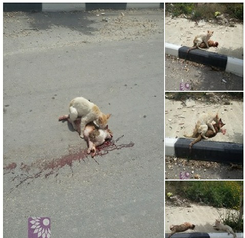 Luar Biasa Sekali, Mengharukan