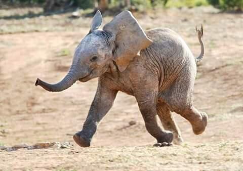 Happy Baby Elephant