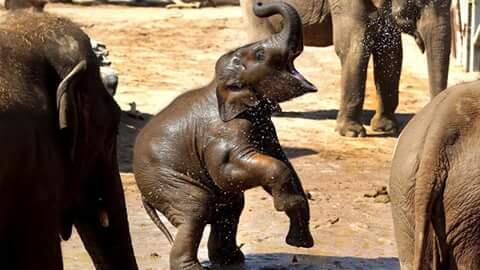 Happy Baby Elephant