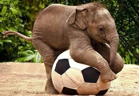 Happy Baby Elephant