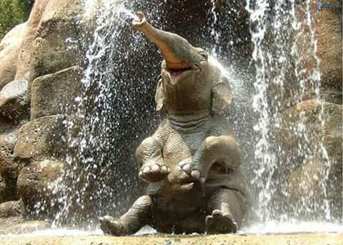 Happy Baby Elephant